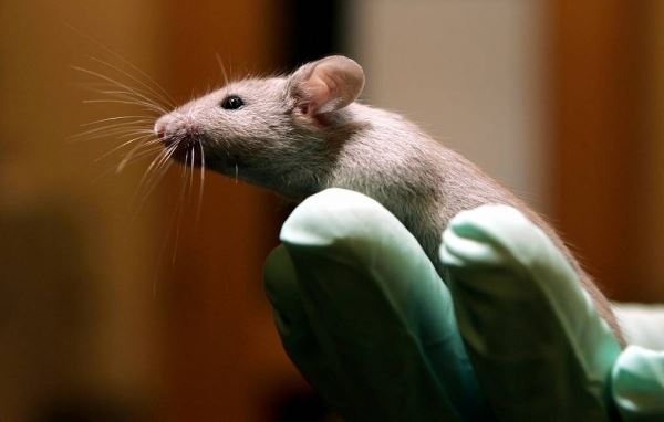Первую детскую вакцину от вируса RSV успешно протестировали на мышах
<p>