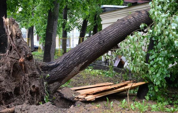 Дерево рухнуло на детский сад в Москве