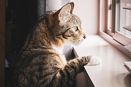 «Сторожевая» кошка спасла хозяина от грабителей