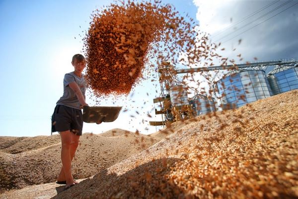 В России собрали 78 млн тонн зерна, что гарантирует продовольственную безопасность страны