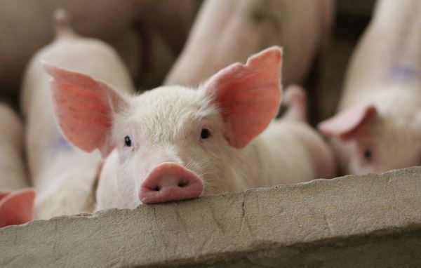 Работу органов свиней впервые частично восстановили через час после смерти